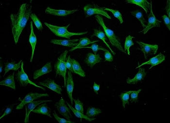 Irf3 Antibody / Interferon regulatory factor 3