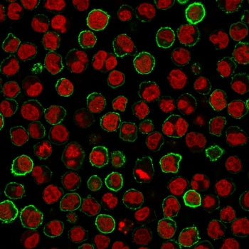 Immunofluorescence staining of human Raji cells with CD20 antibody (green, clone MS4A1/3411) and Red