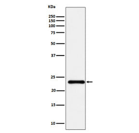 Western blot analysis of HSPC150 expression in human HeLa cell lysate using UBE2T antibody. Predicte