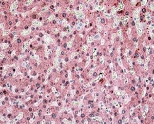 IHC testing of FFPE human liver with ITIH4 antibody at 4ug/ml. HIER: steamed with pH6 citrate buffer