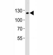 SIRT1 Antibody
