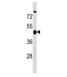 Cyclin B2 Antibody (CCNB2)