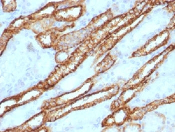 Cadherin 16 Antibody