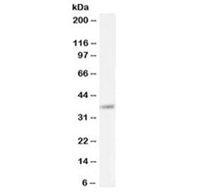 Western blot testing of human cerebellum lysate with BHLHE22 antibody at 0.1ug/ml. Predicted molecul