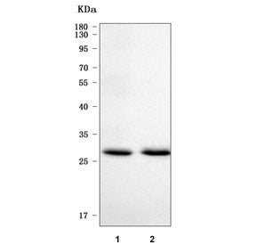 Western blot testing of human 1) HCCT and 2) HCCP cell lysate with PPP1R3B antibody. Predicted molec