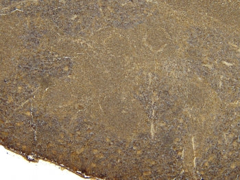IHC staining of FFPE mouse spleen tissue with Scurfin antibody at 10ug/ml. Required HIER: steamed an