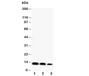 Western blot testing of CXCL16 antibody and Lane 1: recombinant mouse protein 10ng; 2: 5ng; 3: 2.5ng