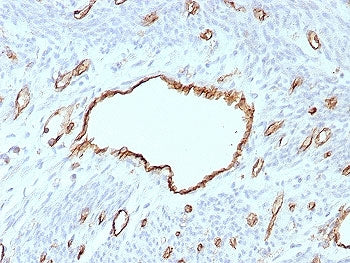 CD31 Antibody / PECAM-1