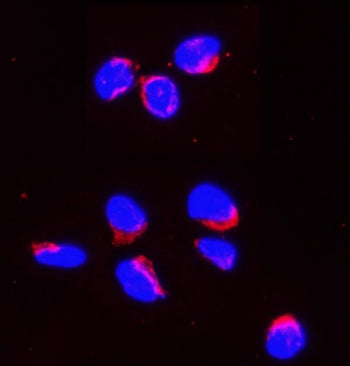 Smac Antibody / Diablo