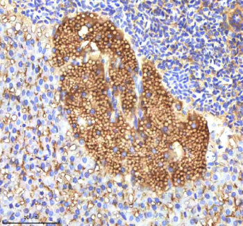 IHC staining of zebrafish Insulin like growth factor 1 protein using Zebrafish Insulin like growth f