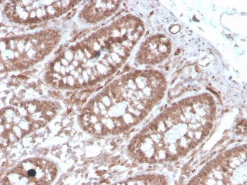 IHC staining of FFPE human colon with ACE antibody. HIER: boil tissue sections in pH 9 10mM Tris wit