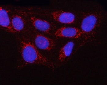 OLA1 Antibody / Obg-like ATPase 1 / GTPBP9