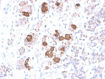 IHC testing of FFPE human pituitary gland with recombinant ACTH antibody (clone CLIP/2040R). Require