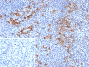 B7-H3 Antibody / CD276