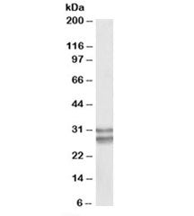 Western blot testing of human heart lysate with KLF13 antibody at 0.1ug/ml. Predicted molecular weig