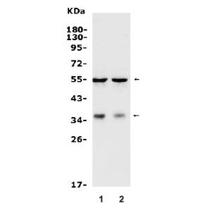 Western blot testing of human 1) HepG2 and 2) A549 cell lysate with BAG-1 antibody. Predicted molecu