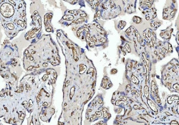CD31 Antibody