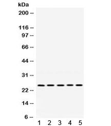 PGRMC1 Antibody