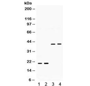 BMP2 Antibody
