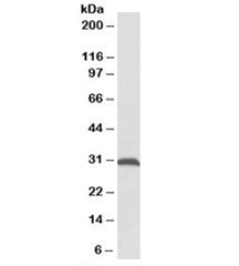 Western blot testing of rat skeletal muscle lysate with ATPG antibody at 0.1ug/ml. Predicted molecul