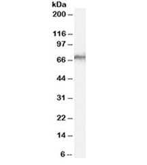 Western blot testing of human liver lysate with SHP-1 antibody at 0.1ug/ml. Predicted molecular weig