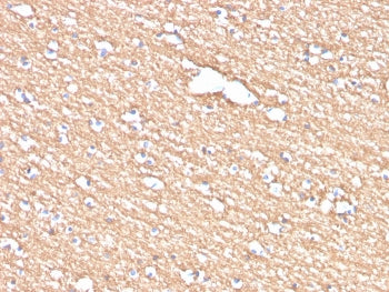 Myelin PLP Antibody
