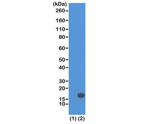 Western blot of recombinant Histone H3.3 (1) and acid extracts of HeLa cells (2) using recombinant H