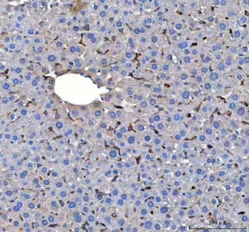 IHC staining of FFPE mouse liver tissue with Heme Oxygenase 1 antibody. HIER: boil tissue sections i