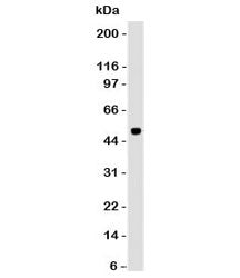 Western blot analysis of human cerebellum and PAX6 antibody (clone PBPX6). Predicted molecular weigh