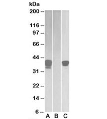 POU2AF1 Antibody