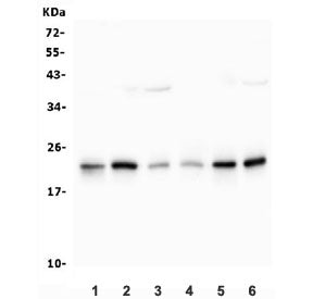 p23 Antibody / PTGES3