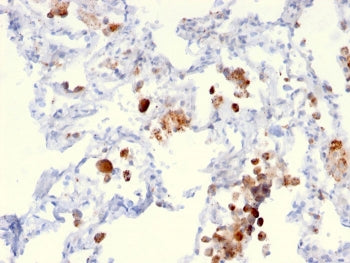 Napsin A Antibody