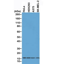 Western blot of A375, HEK293, HeLa and SK-MEL-2 whole cell lysates using recombinant Histone H2AX an