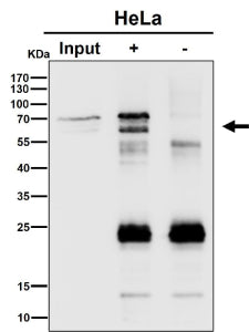 Immunoprecipitation analysis using the antibody at 1:50 dilution. Western blot at 1:1000 dilution. M