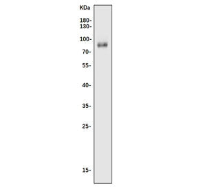 Western blot testing of mouse NIH 3T3 cell lysate with Nfe2l3 antibody. Predicted molecular weight ~