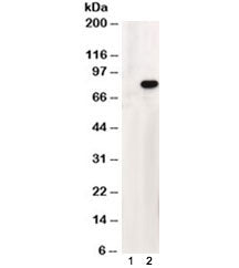 Western blot testing of HEK293 lysate overexpressing human ABCD1 and probed with ABCD1 antibody at 1