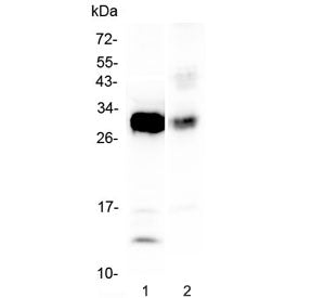 IL-33 Antibody