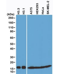 Western blot of recombinant Histone H3.3 and H3.1 proteins, A375, HEK293, HeLa and SK-MEL-2 whole ce