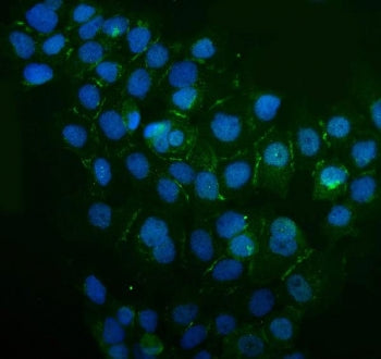 Immunofluorescent staining of human A431 cells with IQGAP1 antibody (green) and DAPI nuclear stain (