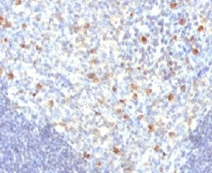 IHC analysis of FFPE human tonsil tissue and IgM antibody (clone MuHC2). Required HIER: boil section