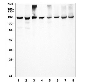 HSP90 alpha Antibody / HSP90AA1