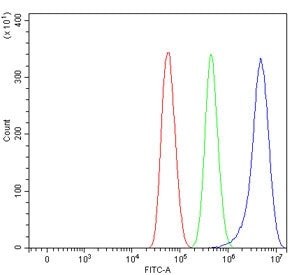 SCAMP1 Antibody / Secretory carrier-associated membrane protein 1