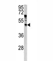 Western blot analysis of ANGPTL7 antibody and HeLa lysate. Predicted molecular weight ~35 kDa, obser