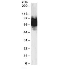 Western blot testing of human duodenum lysate with KLF4 antibody at 0.1ug/ml. Predicted molecular we