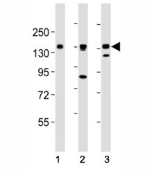 AXL Antibody