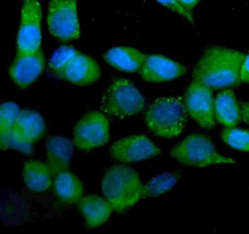 Immunofluorescent staining of FFPE human A431 cells with IDH2 antibody (green) and DAPI nuclear stai