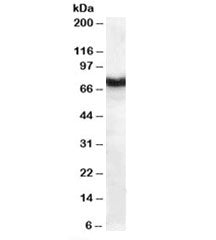 Western blot testing of human pancreas lysate with Frizzled 8 antibody at 1ug/ml. Predicted molecula