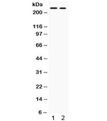 ARID1A Antibody