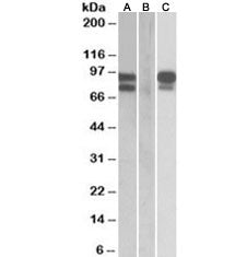 Western blot of HEK293 lysate overexpressing human PCSK9 with MYC tag probed with PCSK9 antibody (0.