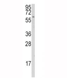 CYP1A1 Antibody